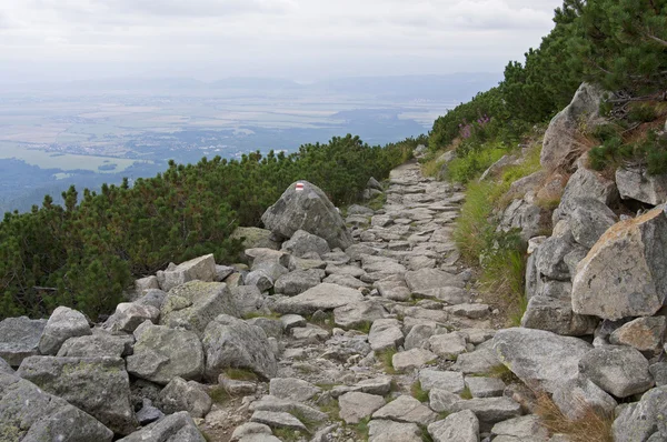 Rocky footpath leading to the small bushes — Stock fotografie